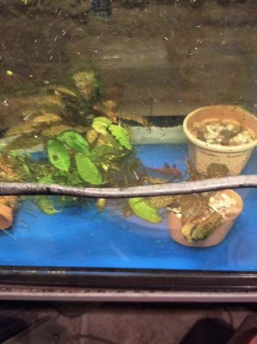 Продам Акварюм с рыбками