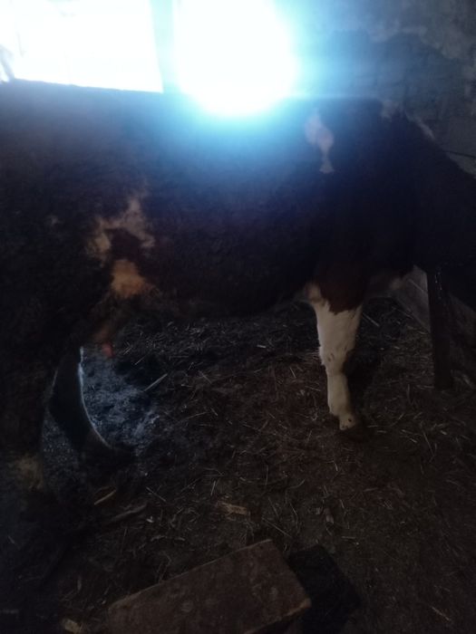 Vind vaca tinara ecornata  a doua fatare  fatata  recent  are 15  20l