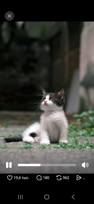 Котёнок в хорошие руки