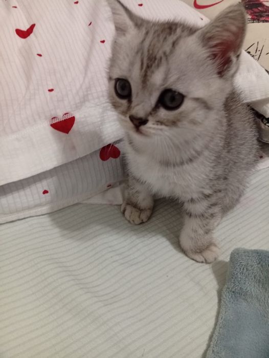 Продаются шотландская прямоухя