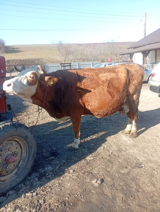 Disponibilă vaca gestanta  foarte bună