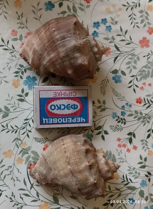 Ракушки натуральные