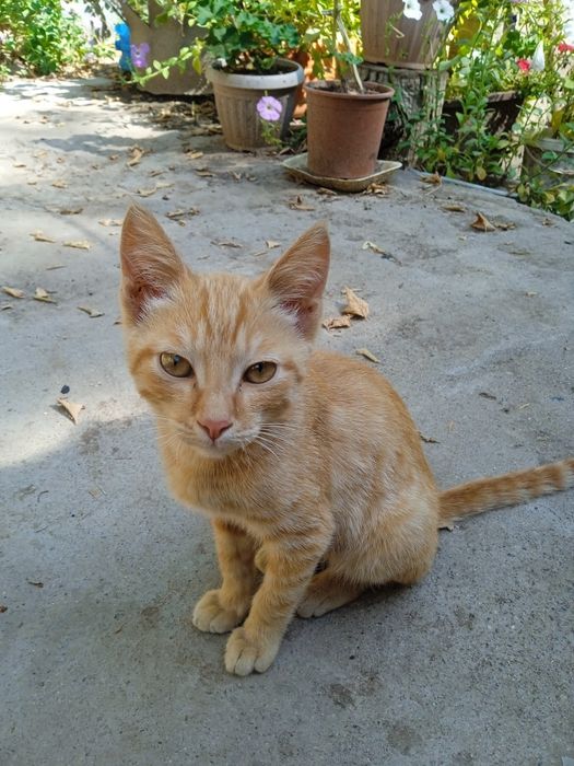 Котик , в добрые руки.
