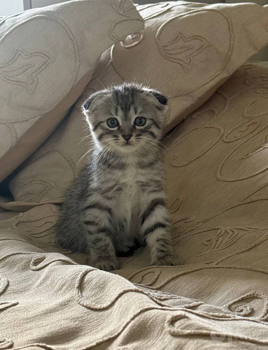Срочно продаются котята