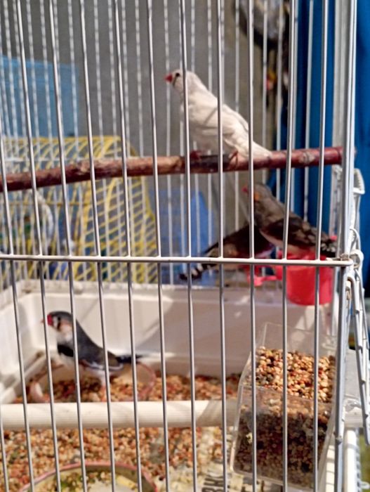 Зебровые Амадины.