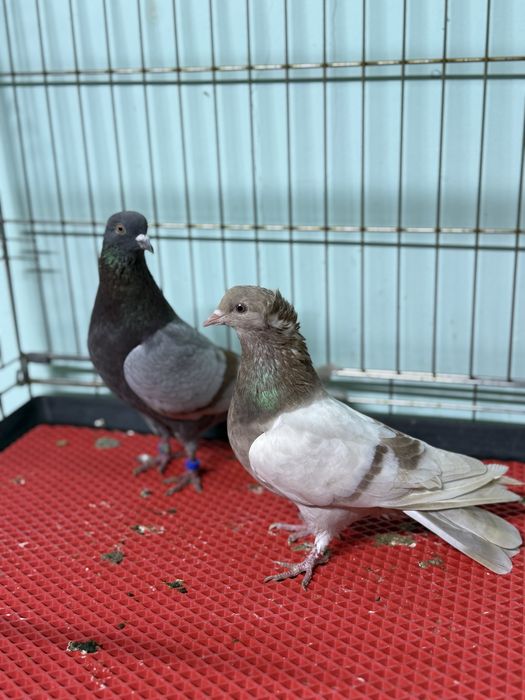 Пара сирень и кафейный