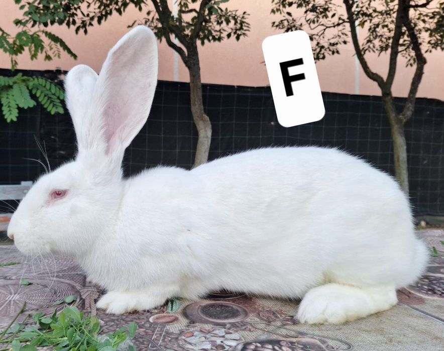 Vând femele uriaș german alb