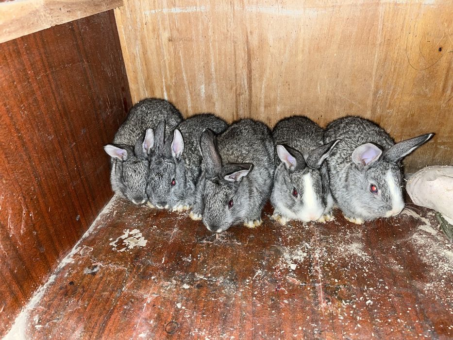 Куйон болалари сотилади