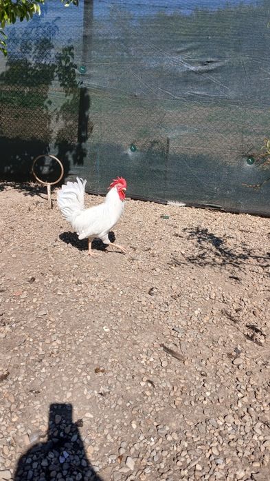 Cocoșei leghorn din 07 martie, italian, ameraucana