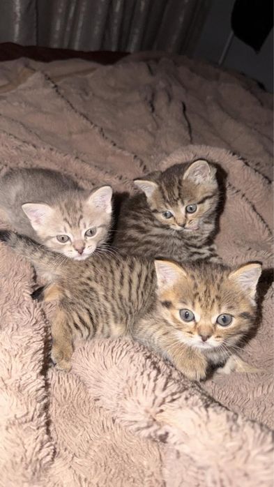 Британский котенок