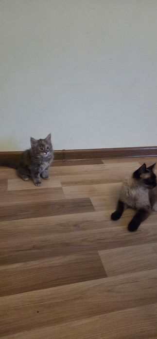Очаровательные котята — домашние, ласковые и очень игривые.