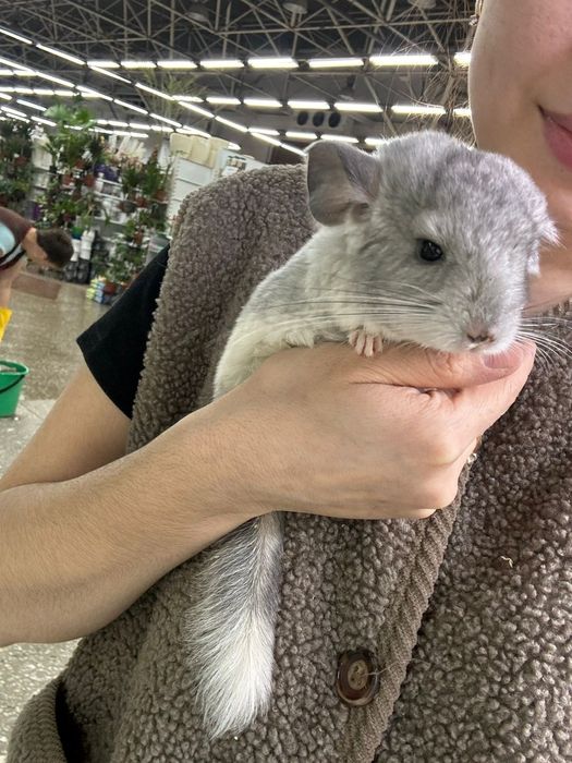 Кролики декоративные