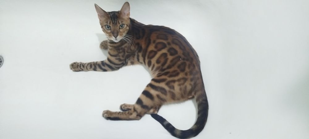 Кот бенгальский чистокровный