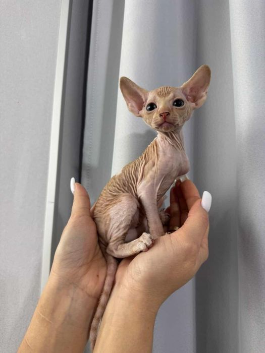 Продажа Сфинксов