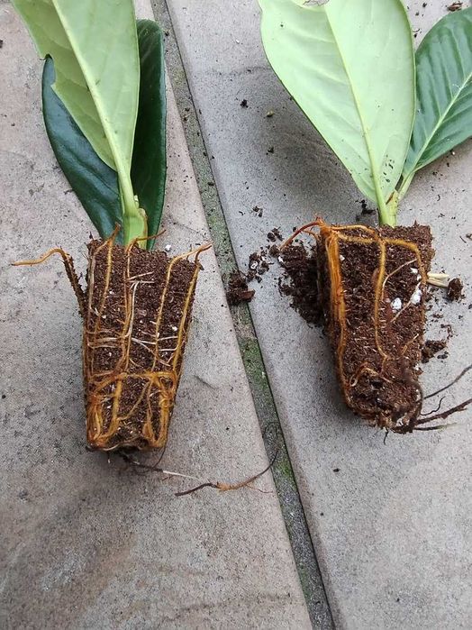 Prunus Laurocerasus Rotundifolia, Novita / Laur englezesc /