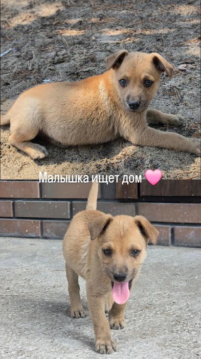 Отдам собаку девочка