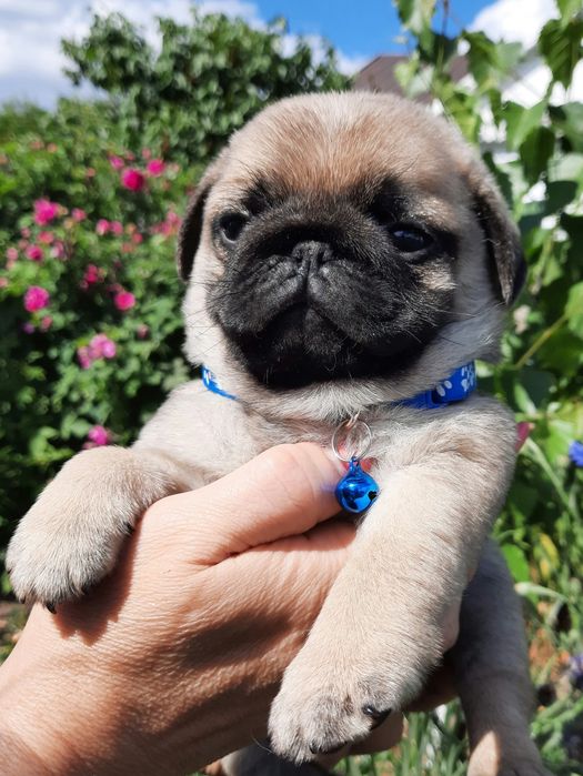 Хорошенькие щеночки мопса