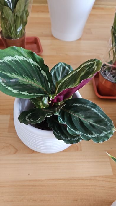 Комнатные цветы в большом ассортименте