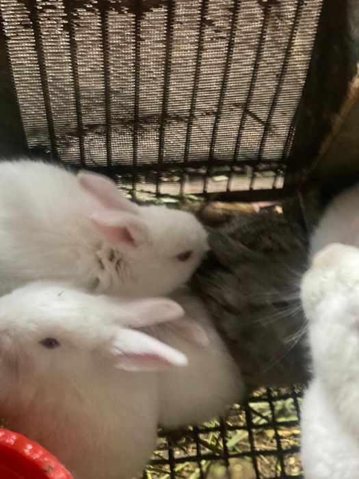 Кролики калифорния