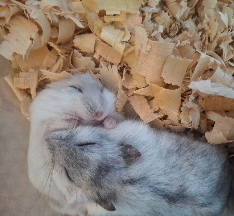 Джунгарски хамстери