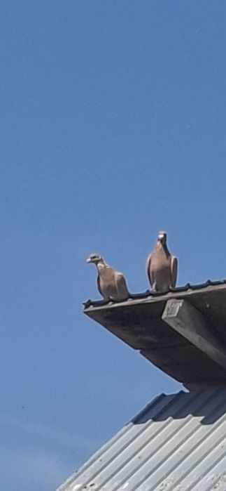 Porumbei voiajori galbeni