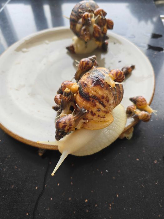 Улитки ахатины, улитята