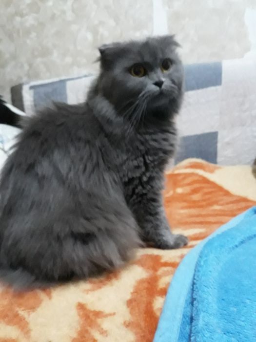 Радость(котятки) для серьезных людей