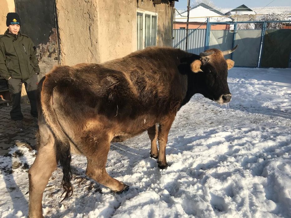 Каровы 800000 тг