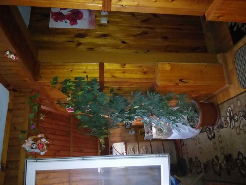 Цвете Шифрера