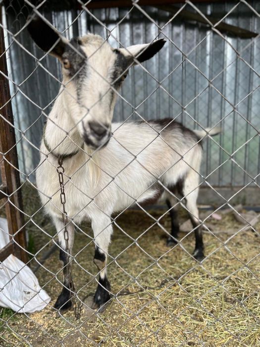 Продам Альпийскую козу