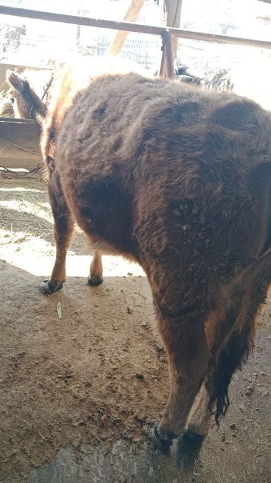 Продам 5 крепких бычков