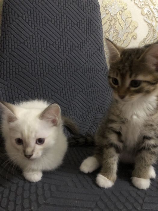 Раздам 2 месячных котят