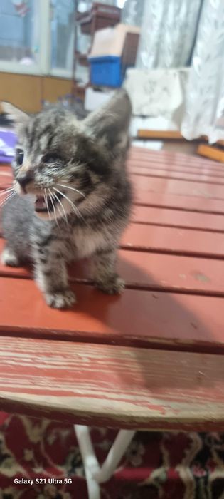 отдам котят даром в хорошие руки