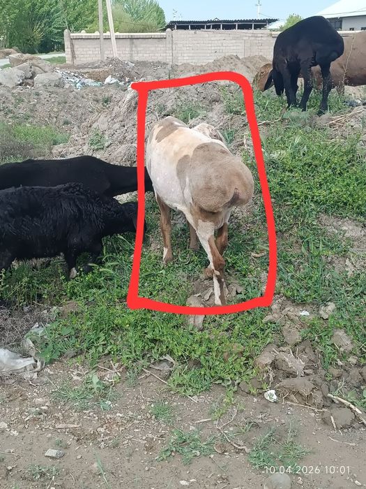 Эдильбай куй сотилади