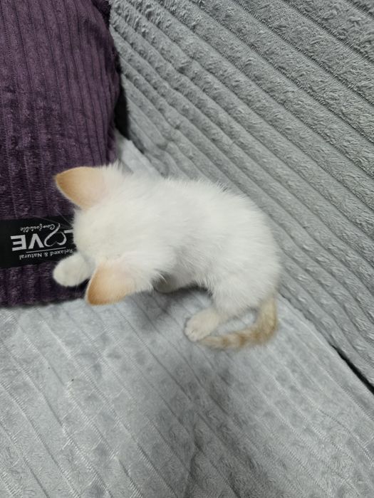 Отдам котёнка девочку,в добрые руки