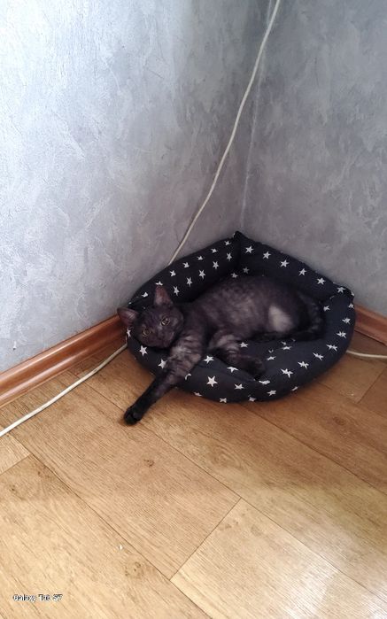 Отдам кота в хорошие руки.