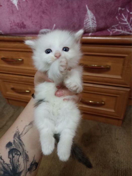 Отдам даром котят