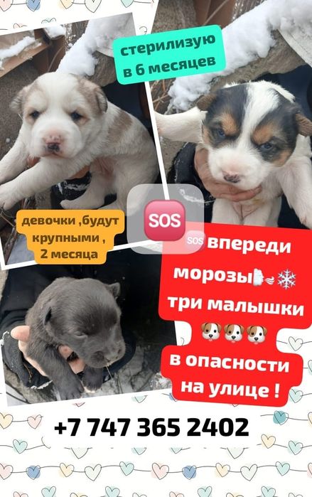 Щеночки в добрые руки