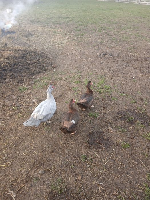 Familie rațe leșești ( mute) 2+1