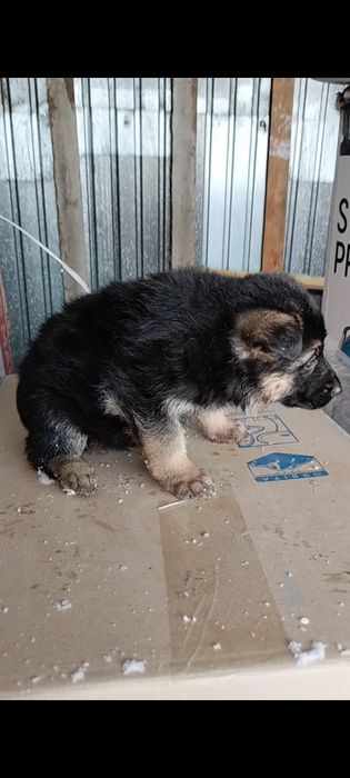 Щенки немецкой овчарки