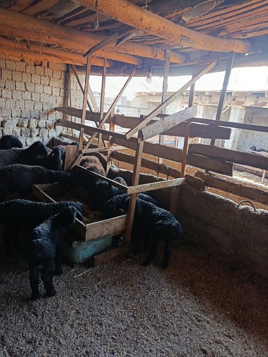 Ona bola qoylar sotiladi