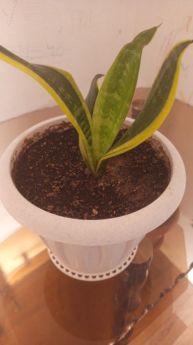 Продам комнатные цветы