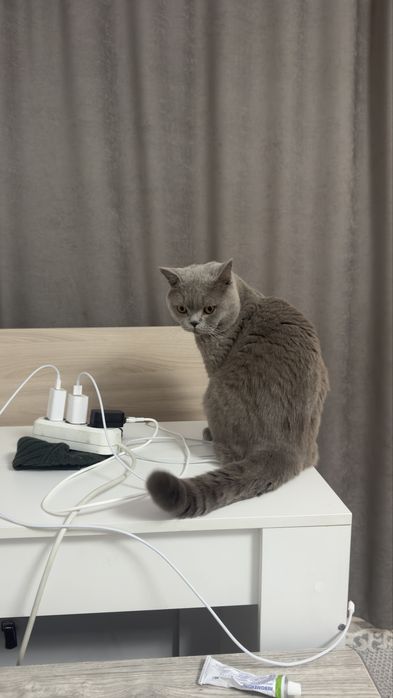 Вязка британец с родословной