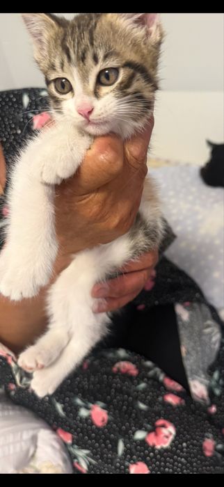 Кошку отдам бесплатно
