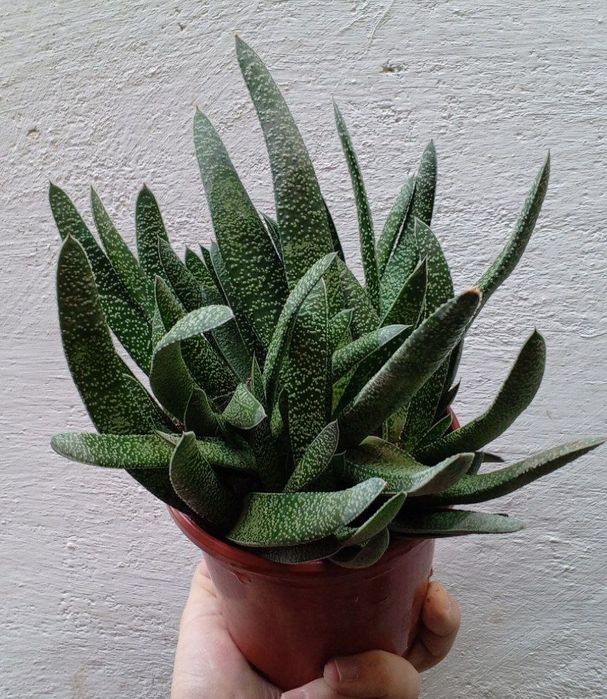 Гастерия (Gasteria). Экзотический суккулент. Цветы для дома