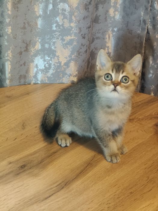 Котята от Шиншиллы