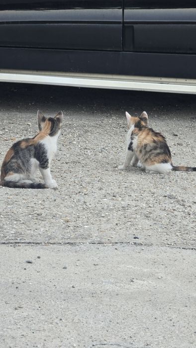 Pisicute frumoase si cuminti pentru adopție