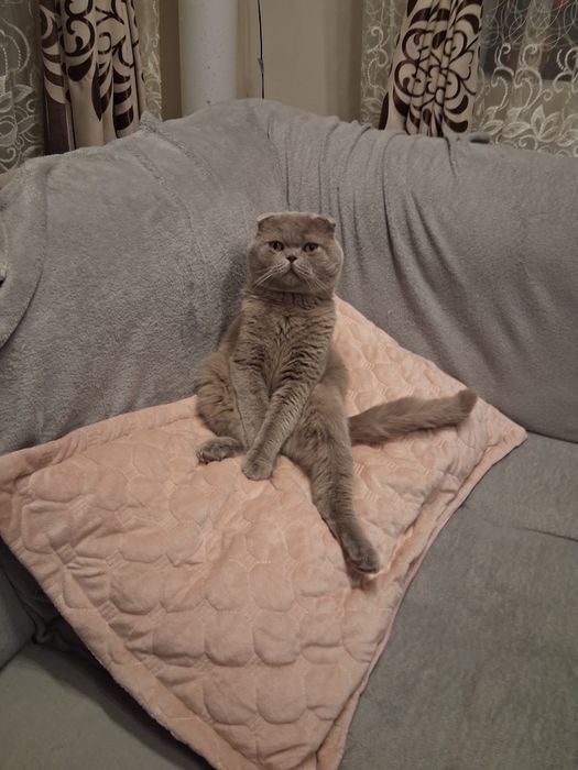Scottish Fold Lilac – Motan pentru montă