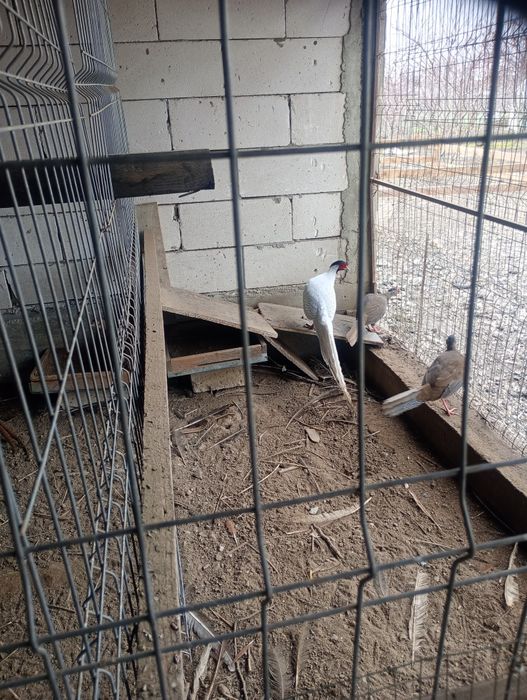 Pui păun și fazani
