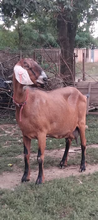 Disponibile mama și fiica!